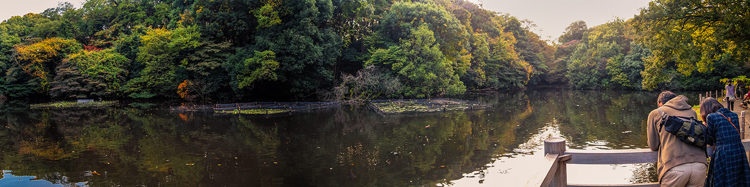 View of Meiji Jingu Inner Gardens Pond in Shibuya, Tokyo, Japan