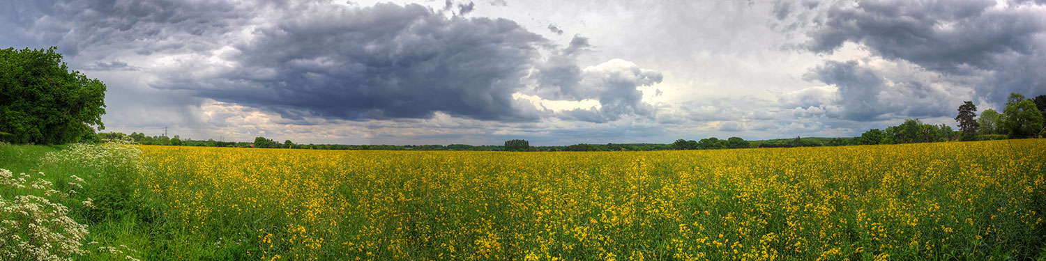 Rapeseed Field, Clandon, Surrey UK